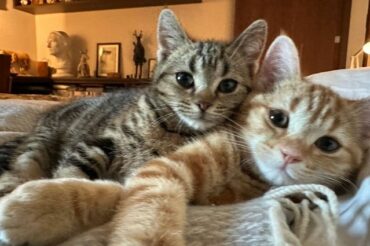 【週刊文春Woman】「猫と私。時々、家族。」が、更新されました！